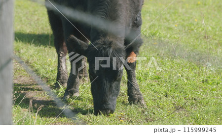 Herd Of Black Angus Cows Grazing In Meadow. Cows On A Summer Pasture. Cows On Field. Long Pasture. 115999245