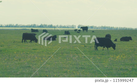 Cows Grazing On A Field In Summer. Herd Of Black Angus Cows Grazing. Open Farm With Cattle On Field In Countryside Farm. 115999247