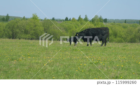 Black Angus Cattle Cows Grazing On Farmland. Cows Grazing On A Green Summer Meadow. Black Angus Cattle In Green Pasture. Black Angus Cattle Cows Grazing On Farmland. Cows Grazing On A Green Summer Meadow. Black Angus Cattle In Green Pasture. 115999260