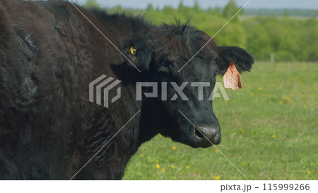 Cows Grazing In Pasture Under Big Blue Sky. Group Of Black Angus Cows Grazing In Pasture. Cows On Green Meadow. Cows Grazing In Pasture Under Big Blue Sky. Group Of Black Angus Cows Grazing In Pasture. Cows On Green Meadow. 115999266