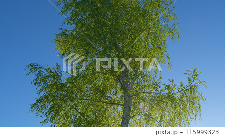 Birch Branches With Young Green Leaves. Birch Branches In Sunlight. Beautiful Green Natural Background. Birch Tree In A Sunny Spring Day. Birch Branches With Young Green Leaves. Birch Branches In Sunlight. Beautiful Green Natural Background. Birch Tree In A Sunny Spring Day. 115999323