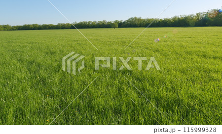 Green Grass Field Lits By Evening Sun. Green Field Against Blue Sky. Natural Landscape Green Field At Sunrise At Summer. Green Grass Field Lits By Evening Sun. Green Field Against Blue Sky. Natural Landscape Green Field At Sunrise At Summer. 115999328