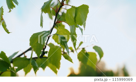 Green Small Leaves Plant On Small Stem. Young Leaves On An Tree In Early Spring. First Spring Leaves On Branches. 115999369