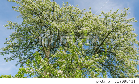 Pear Blossoms Swaying In Wind. Branches Of A Sweet Pear Tree With White Flowers. Pear Tree Blossom. Branch Of Tree With Small White Flowers In Bloom. 115999411