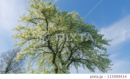 Spring Nature. White Pear Blossoms Against Blue Sky. Spring Blossom Background. Tree Branch Trembling In Wind. Beauty Of Surrounding World. 115999414