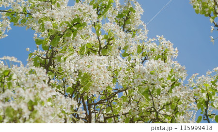 Pear Tree Blooming With White Flowers In Spring. Nice White Pear Spring Flowers Branch On Tree Nature Awakening. Springtime Contest. Pear Tree Blooming With White Flowers In Spring. Nice White Pear Spring Flowers Branch On Tree Nature Awakening. Springtime Contest. 115999418