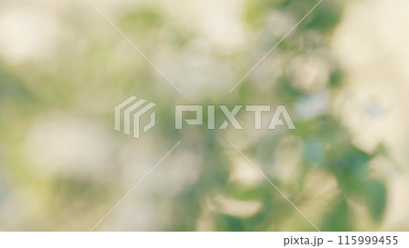 Beautiful White Flowers. Blossom Pear Tree With Branches With Sunshine On Background. Beautiful New Leaves And Flowers On Pear Trees In Spring. Bokeh. 115999455