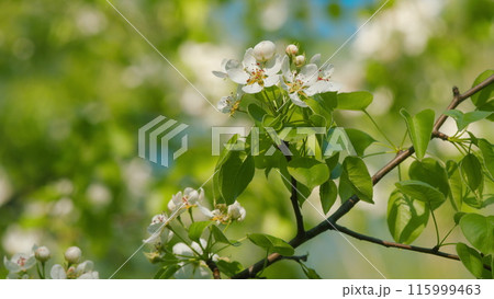White Pear Blossom Blooming In A Garden. Pear Tree In Spring Season. Beautiful Branch On Spring Day. Blossom Pear White Flower Tree On Nature Background. White Pear Blossom Blooming In A Garden. Pear Tree In Spring Season. Beautiful Branch On Spring Day. Blossom Pear White Flower Tree On Nature Background. 115999463