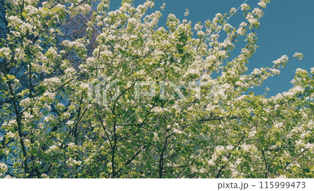 Pear Blossoms Swaying In Wind. Branches Of A Sweet Pear Tree With White Flowers. Pear Tree Blossom. Branch Of Tree With Small White Flowers In Bloom. Pear Blossoms Swaying In Wind. Branches Of A Sweet Pear Tree With White Flowers. Pear Tree Blossom. Branch Of Tree With Small White Flowers In Bloom. 115999473