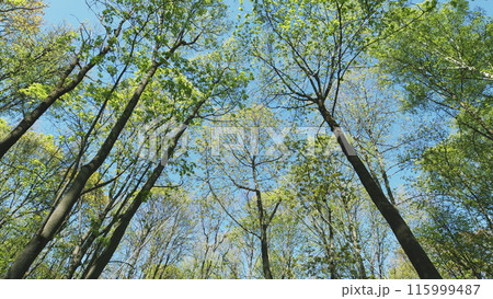Fresh Green Leaves On A Tree Sway In Wind. Summer Sun Tree Branch Background Nature Landscape. Spring In European Nature. 115999487
