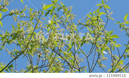 Tree Branches In Spring Season. Young Green Leaves On Tree In Spring. Spring Has Come. 115999518