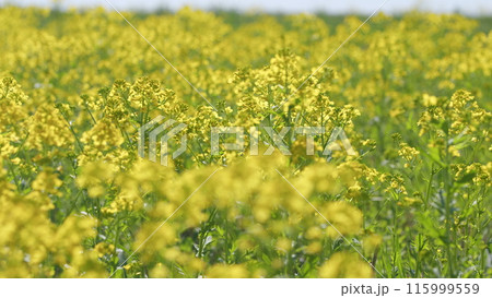 Beautiful Field With Blooming Yellow Flowers. Colorful Field Of Yellow Blooming Flowers. Yellow Field In Bloom. Summer Fresh. Close up. Beautiful Field With Blooming Yellow Flowers. Colorful Field Of Yellow Blooming Flowers. Yellow Field In Bloom. Summer Fresh. Close up. 115999559