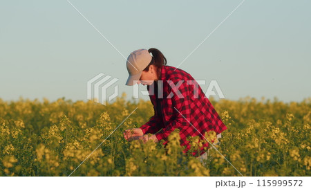 Female Womans Hand Fingers Gently Touches Stroking Blooming Rapeseed Flowers. Relaxation In Field At Sunset. Harvesting And Nature Concept. Female Womans Hand Fingers Gently Touches Stroking Blooming Rapeseed Flowers. Relaxation In Field At Sunset. Harvesting And Nature Concept. 115999572
