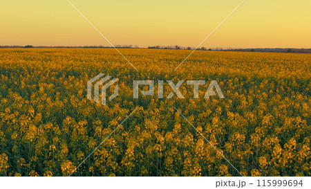 Rapeseed Flowers In Wind Against A Golden Sun In Evening. Dark Yellow Rapeseed Flowers At Sunset. Captivating Scene Of Natural World. 115999694