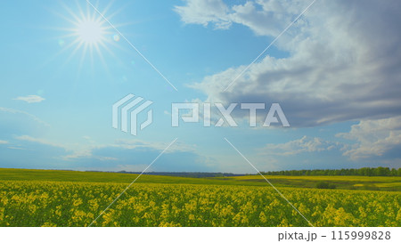 Field Of Beautiful Springtime Golden Flower Of Rapeseed Is Plant For Green Industry. Yellow Flowers Of Rape. Rapeseed Season. Agricultural Landscape. Field Of Beautiful Springtime Golden Flower Of Rapeseed Is Plant For Green Industry. Yellow Flowers Of Rape. Rapeseed Season. Agricultural Landscape. 115999828