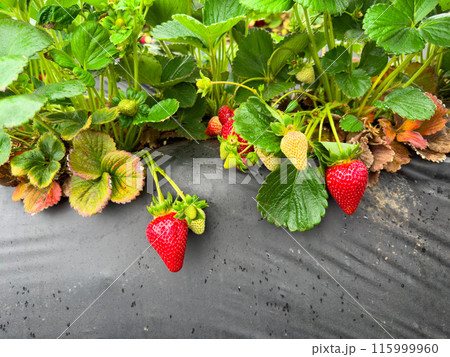 Strawberry picking in strawberry field on fruit farm.  Strawberry picking in strawberry field on fruit farm.  115999960
