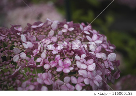 ピンク色の可愛い紫陽花 116000152
