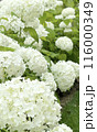 白い紫陽花　 116000349