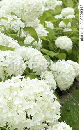 白い紫陽花　 116000349