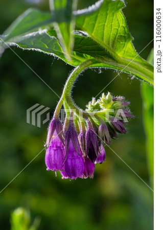 In the meadow, among wild herbs the comfrey Symphytum officinale is blooming In the meadow, among wild herbs the comfrey Symphytum officinale is blooming 116000634