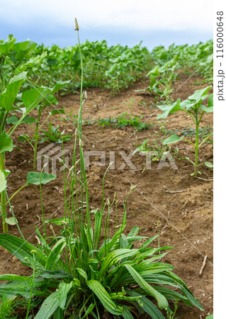 Ribwort plantain Plantago lanceolata. Medicinal plants in the garden 116000648