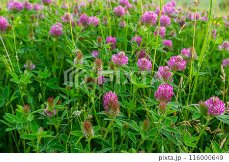 This is the wildflower Trifolium alpestre, the Purple globe clover or Owl-head clover, from the family Fabaceae 116000649