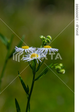 Erigeron annuus known as annual fleabane, daisy fleabane, or eastern daisy fleabane 116000660