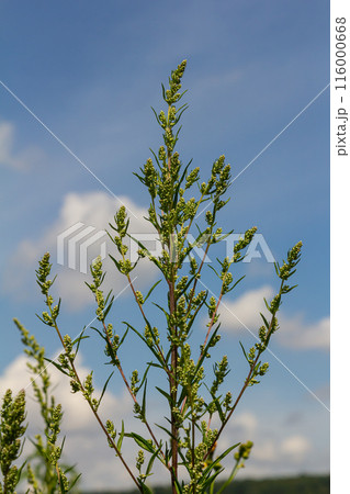 Chenopodium album, edible plant, common names include lamb's quarters, melde, goosefoot, white goosefoot, wild spinach, bathua and fat-hen 116000668