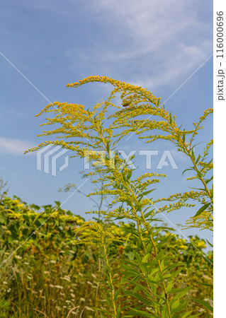 The wild flowers of Solidago altissima in autumn The wild flowers of Solidago altissima in autumn 116000696