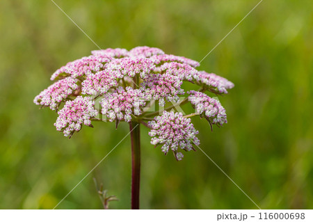 inflorescence of Pimpinella saxifraga or burnet-saxifrage solid stem burnet saxifrage lesser burnet 116000698
