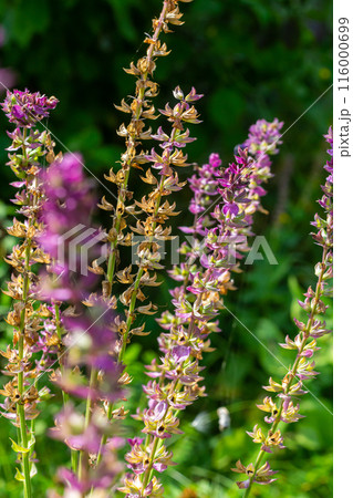 Deep violet-blue flowers, Salvia nemorosa Ostfriesland. Tall purple flower . Salvia, Nepeta. Balkan Clary - Salvia sylvestris Deep violet-blue flowers, Salvia nemorosa Ostfriesland. Tall purple flower . Salvia, Nepeta. Balkan Clary - Salvia sylvestris 116000699