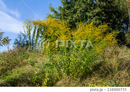 The wild flowers of Solidago altissima in autumn 116000735