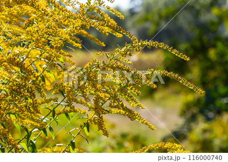 The wild flowers of Solidago altissima in autumn 116000740
