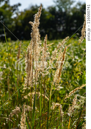 Inflorescence of wood small-reed Calamagrostis epigejos on a meadow 116000741