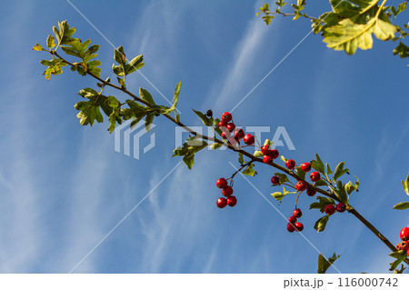 Green branches of hawthorn strewn with red berries Green branches of hawthorn strewn with red berries 116000742