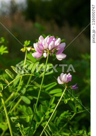 Beautiful, delicate white and pink flowers of crown vetch Securigera varia Beautiful, delicate white and pink flowers of crown vetch Securigera varia 116000747