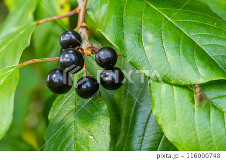 Leaves and fruits of the medicinal shrub Frangula alnus, Rhamnus frangula with poisonous black and red berries closeup 116000748