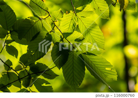 Beautiful, harmonious forest detail, with hornbeam leaves 116000760