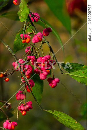Euonymus europaeus, common spindle pink fruits closeup selective focus Euonymus europaeus, common spindle pink fruits closeup selective focus 116000767