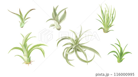 おしゃれな観葉植物エアプランツ 水彩タッチイラストセット おしゃれな観葉植物エアプランツ 水彩タッチイラストセット 116000995