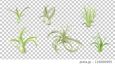 おしゃれな観葉植物エアプランツ 水彩タッチイラストセット おしゃれな観葉植物エアプランツ 水彩タッチイラストセット 116000995