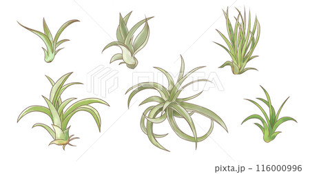 おしゃれな観葉植物エアプランツ 輪郭線のある水彩タッチイラストセット おしゃれな観葉植物エアプランツ 輪郭線のある水彩タッチイラストセット 116000996
