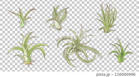おしゃれな観葉植物エアプランツ 輪郭線のある水彩タッチイラストセット おしゃれな観葉植物エアプランツ 輪郭線のある水彩タッチイラストセット 116000996