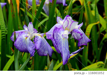 城北公園　菖蒲園　菖蒲 116001052