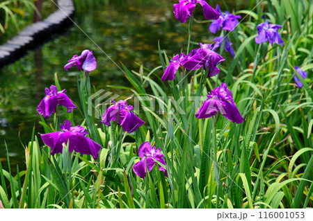 城北公園 菖蒲園 菖蒲 城北公園 菖蒲園 菖蒲 116001053