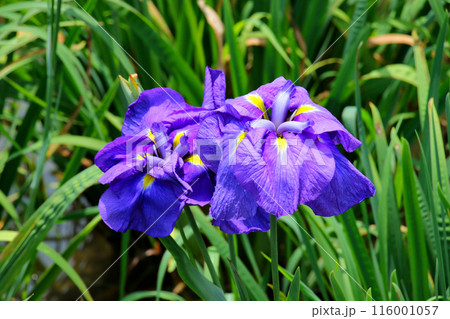 城北公園　菖蒲園　菖蒲 116001057