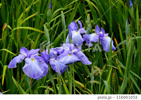 城北公園　菖蒲園　菖蒲 116001058