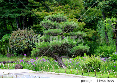 城北公園　菖蒲園　菖蒲 116001059