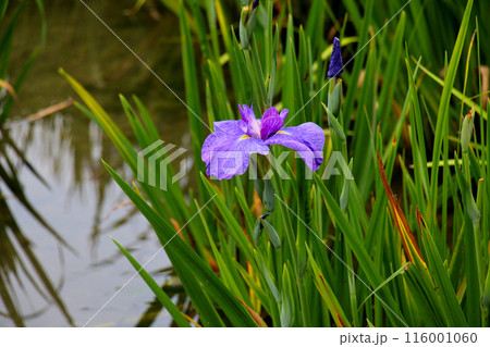 城北公園　菖蒲園　菖蒲 116001060