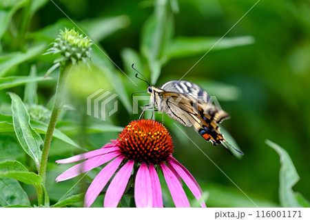 エキナセアとキアゲハ 116001171